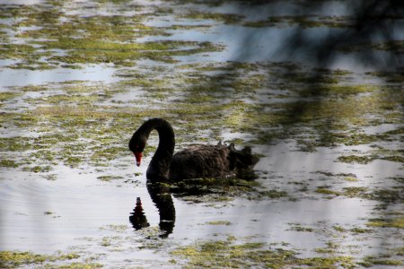Black Swan. Cygnus atratus