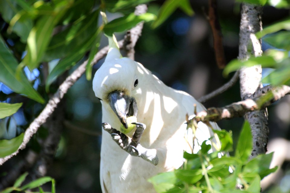 Sulphur-crested Cockatoo. Caratua galerita