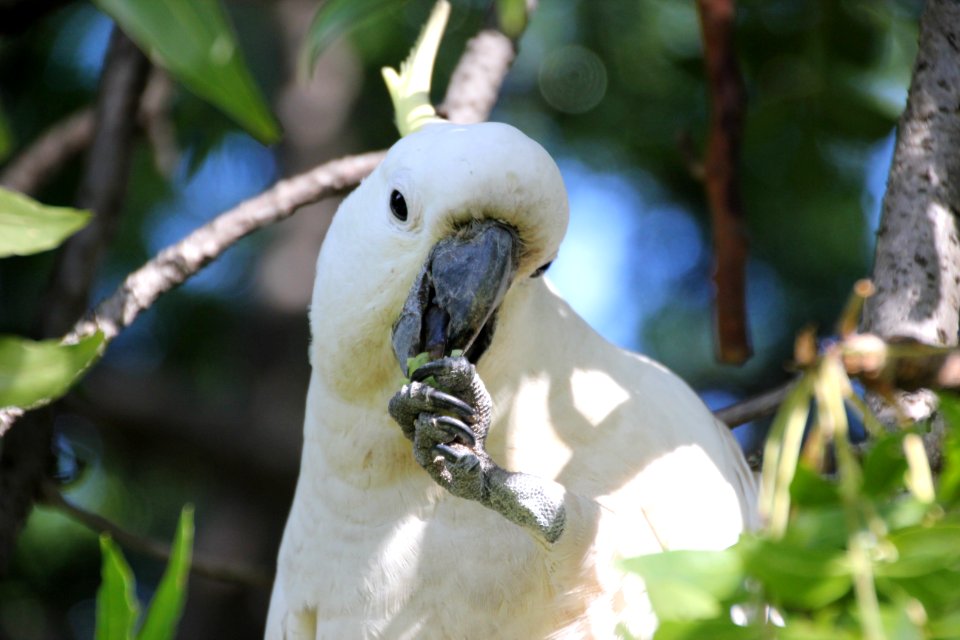 Sulphur-crested Cockatoo. Caratua galerita