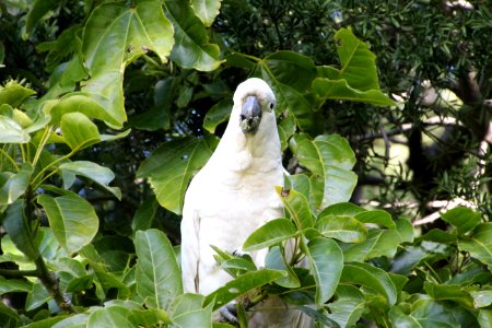 Sulphur-crested Cockatoo. Caratua galerita photo