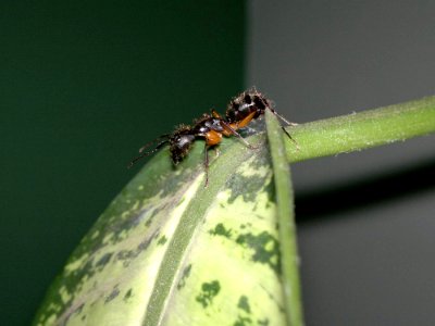 Hormiga en la oficina 2