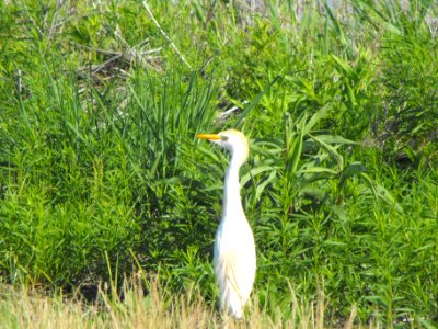 Cattle egret photo