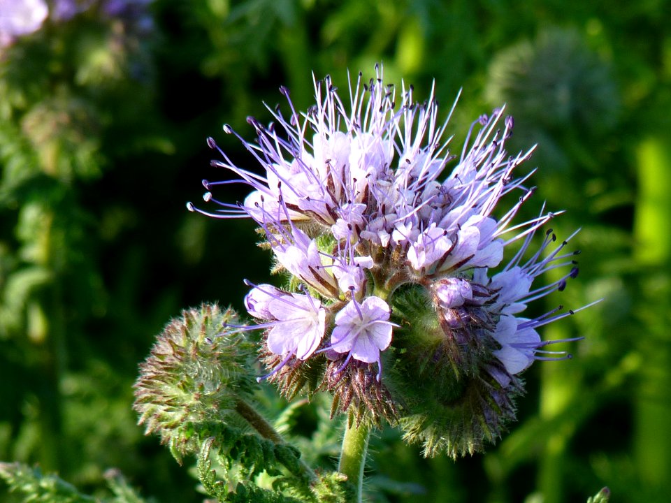 Phacelia photo