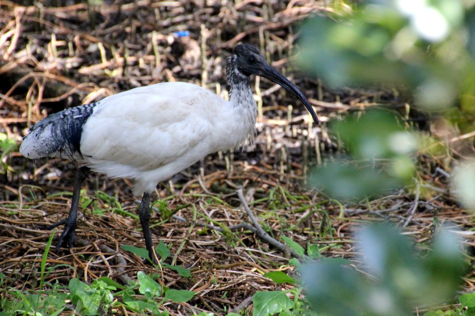 Australian White Ibis (Sacred Ibis). Threskiornis molucca
