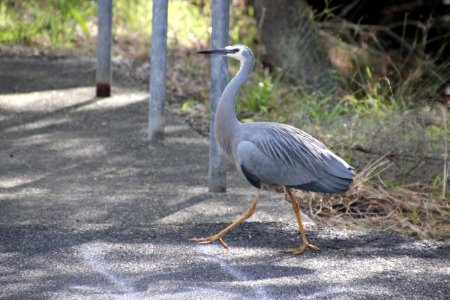 White-faced Heron. Ardea novaehollandaie