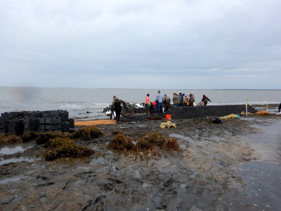 Building oyster reef breakwater structures or castles at Gandy's Beach