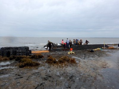 Building oyster reef breakwater structures or castles at Gandy's Beach