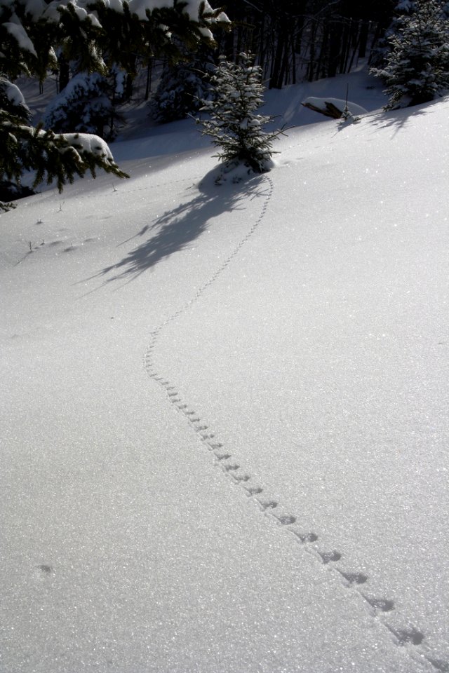 Deer Mouse Tracks in Snow