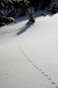 Deer Mouse Tracks in Snow