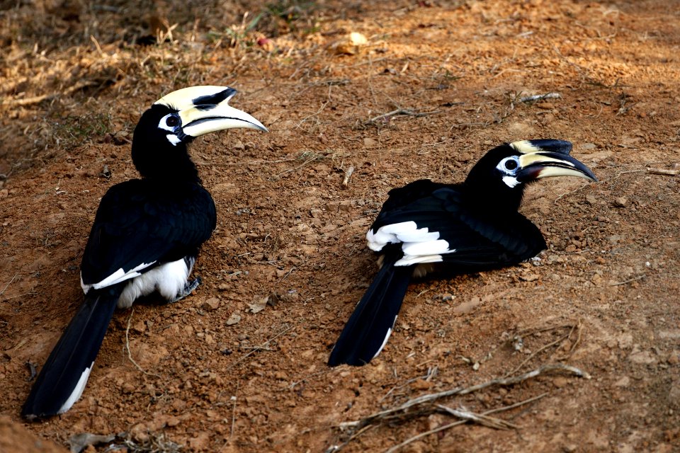  MG 0812 Oriental Pied hornbill