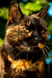 Domestic cat fur dear
