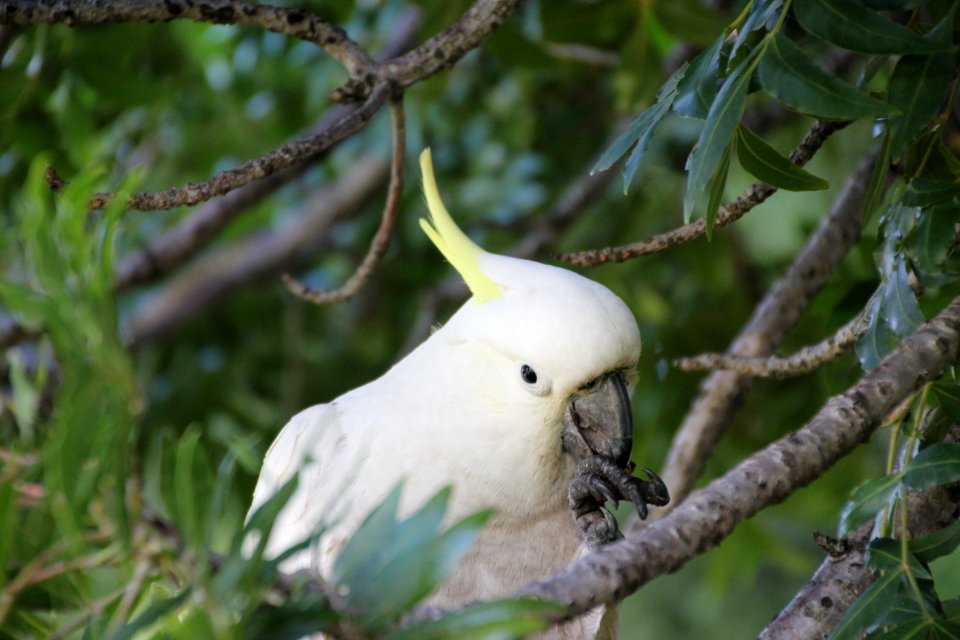 Sulphur-crested Cockatoo. Caratua galerita