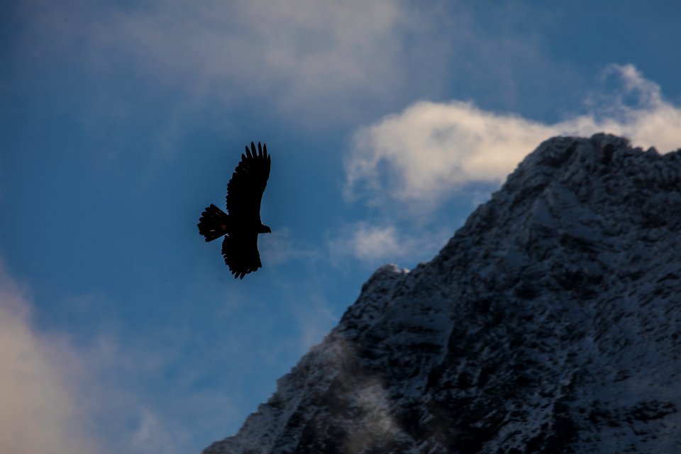 Golden Eagle (Aquila chrysaetos)