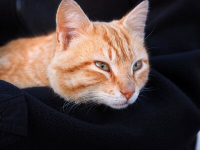 Domestic cat kitten red mackerel tabby