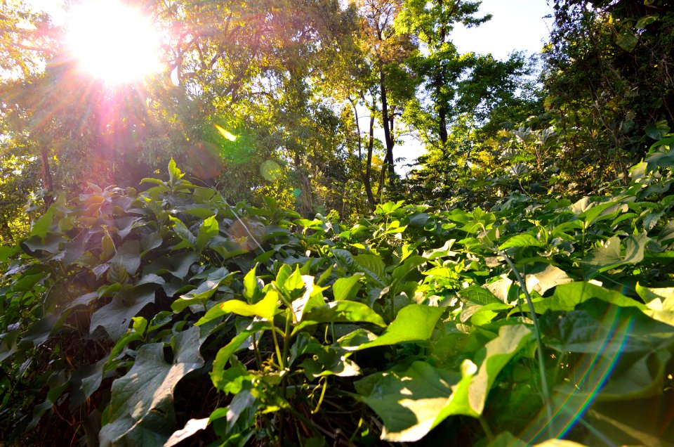 Selva cercana