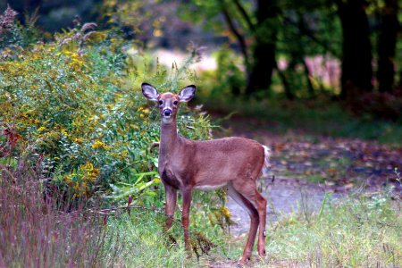 Photo of the Week - White-tailed yearling (NH)