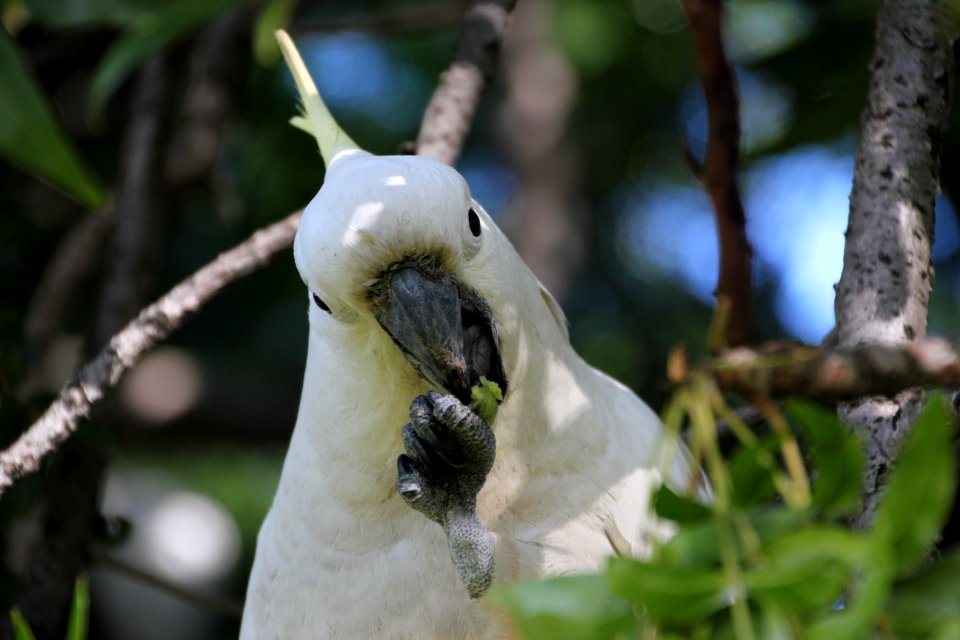 Sulphur-crested Cockatoo. Caratua galerita