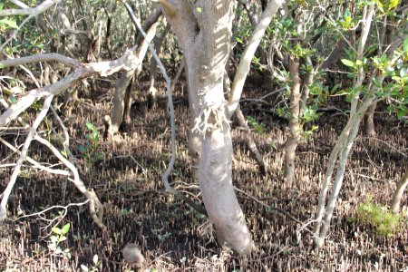 Avicennia marina. Grey Mangrove