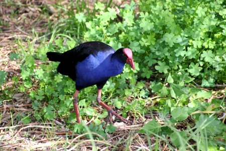 Purple Swamphen. Porphyrio porphyrio