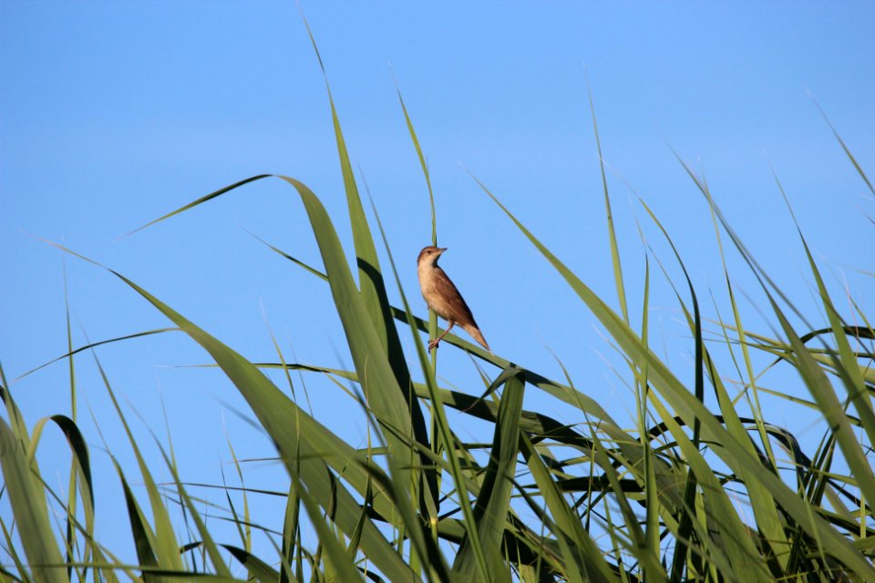 Salciaiola savi's warbler ACENSIONE DI GESU'