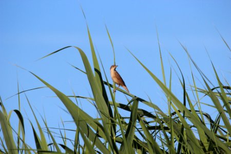 Salciaiola savi's warbler ACENSIONE DI GESU' photo