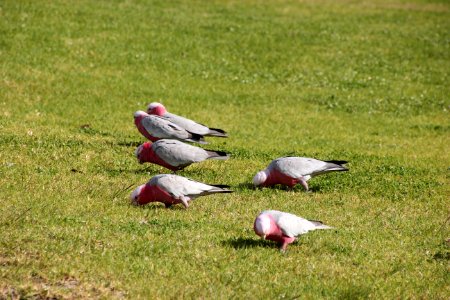 Galah. Cacatua roseicapilla photo