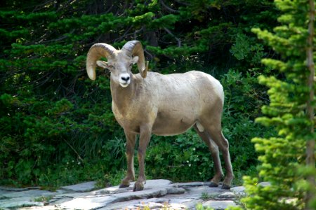 Bighorn ram photo