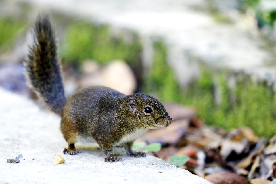  15I7623 Bornean mountain ground squirrel