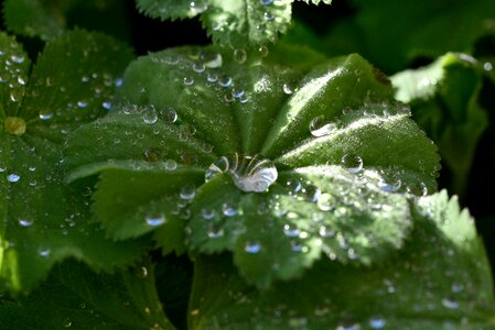 Green drop of water close up photo