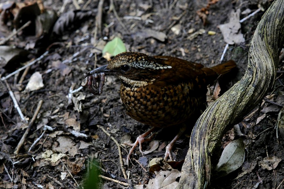  SYT8535-earded pitta F