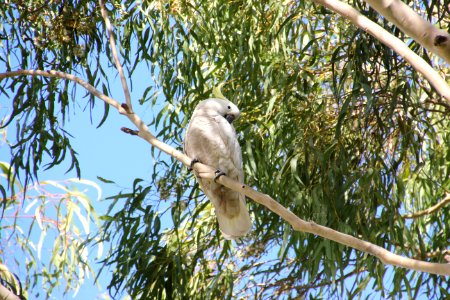 Sulphur-crested Cockatoo. Caratua galerita photo