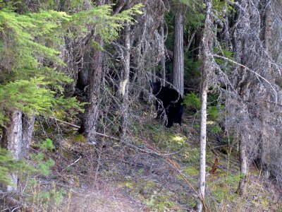 Black Bear in the trees