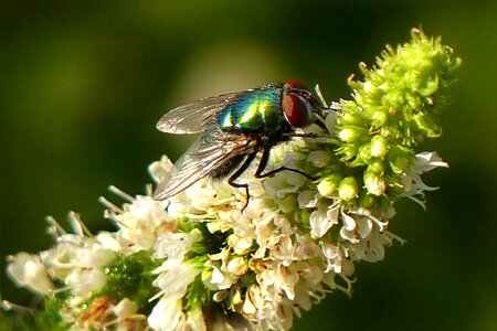 Calliphoridae foraging garden