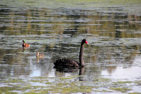 Black Swan. Cygnus atratus photo