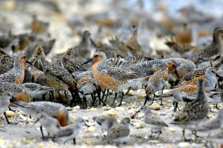 Red Knot photo