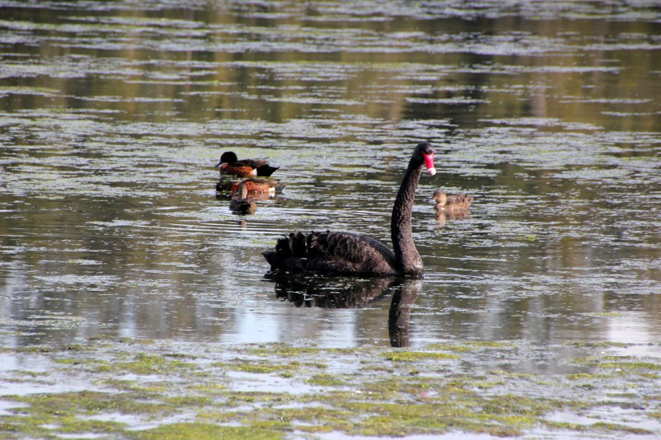Black Swan. Cygnus atratus