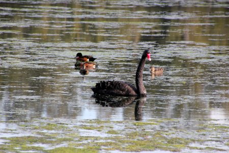 Black Swan. Cygnus atratus