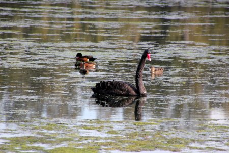 Black Swan. Cygnus atratus photo