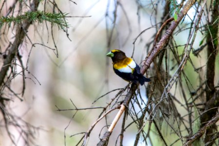 Evening Grosbeak - Coccothraustes vespertinus