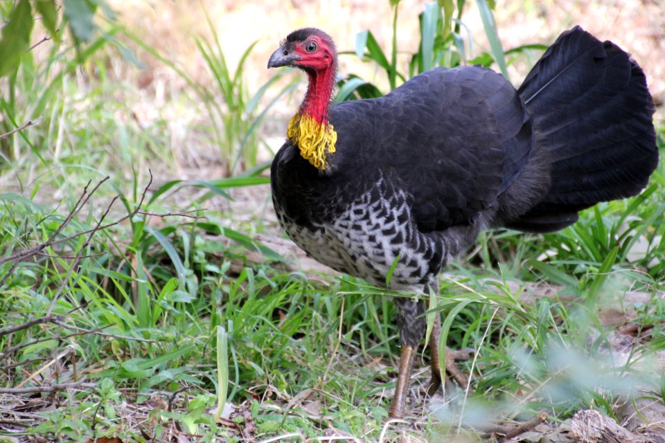 Australian Brush-turkey. Alectura lathami