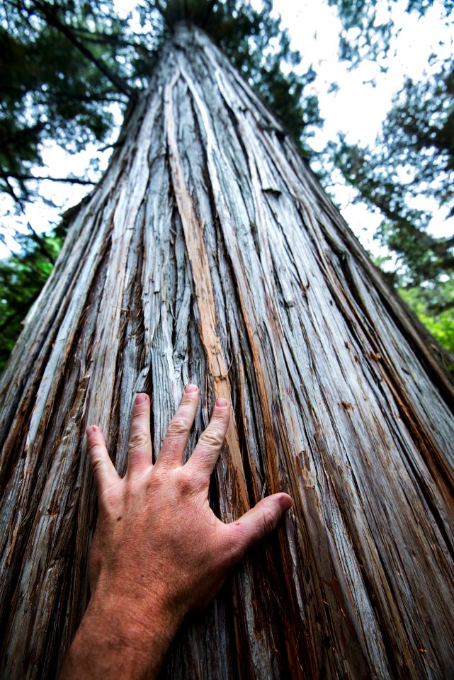 Hand On Cedar