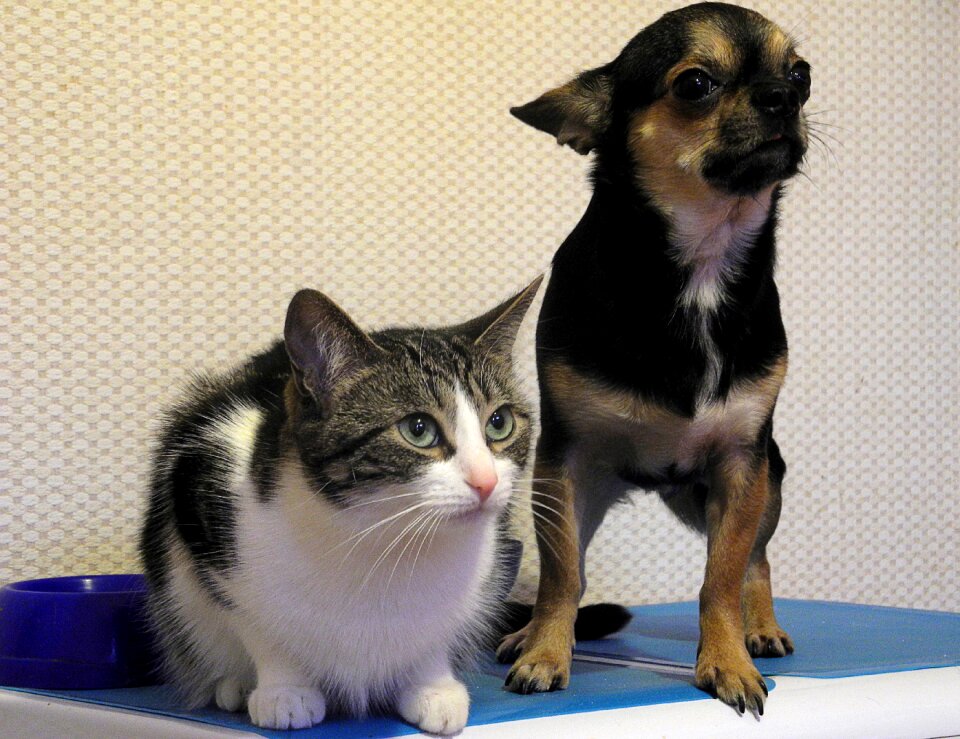 Cat purebred friends