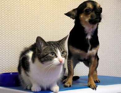 Cat purebred friends