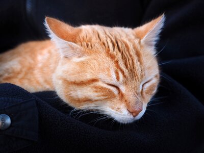 Domestic cat kitten red mackerel tabby photo