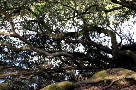 Avicennia marina. Grey Mangrove