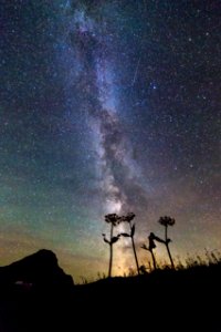 Flowers and Milky Way Portrait (2)