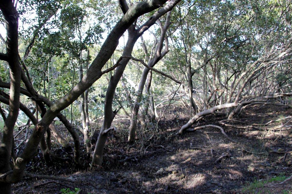Avicennia marina. Grey Mangrove