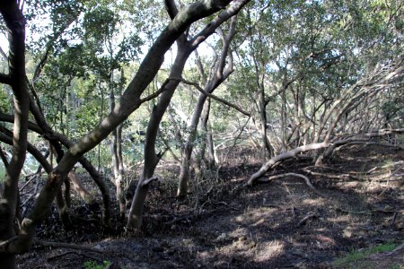 Avicennia marina. Grey Mangrove