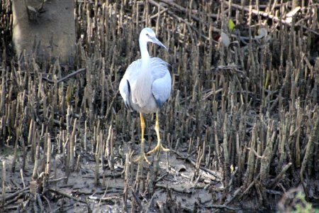 White-faced Heron. Ardea novaehollandaie photo