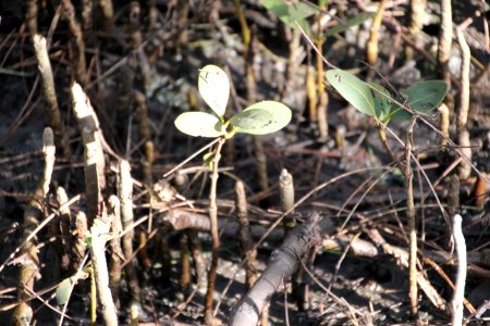 Avicennia marina. Grey Mangrove